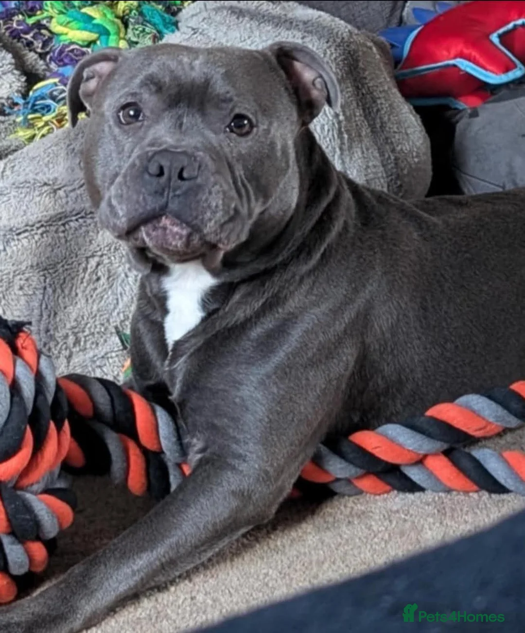 Staffordshire Bull Terrier dogs for stud: Blue staffy STUD in Chesterfield - Advert 1