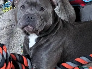 Staffordshire Bull Terrier dogs Blue staffy STUD in Chesterfield - Advert 1