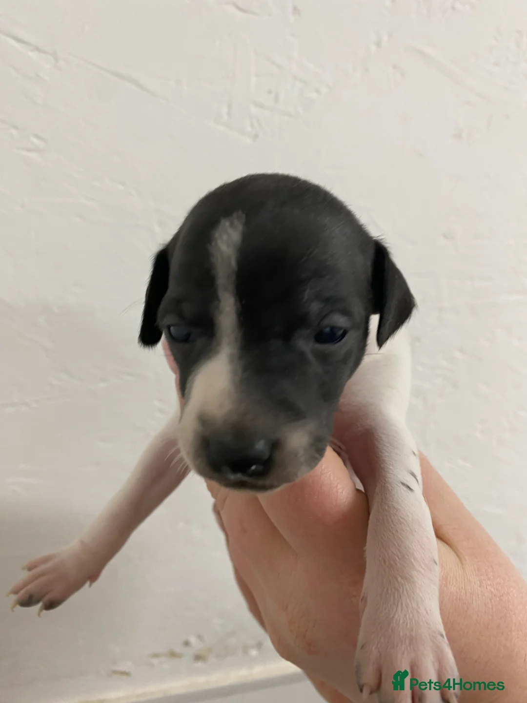 Italian Greyhound dogs for sale: Beautiful Italian Greyhound Puppies - Advert 5