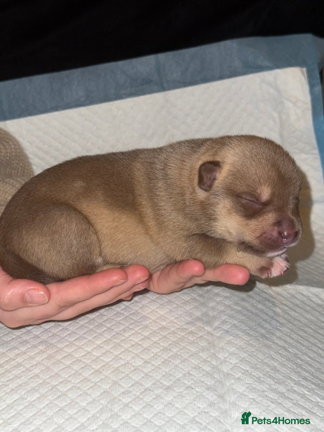 Mixed Breed dogs for sale: Pocket Bully & Siberian Husky Excellent Puppies - Advert 9