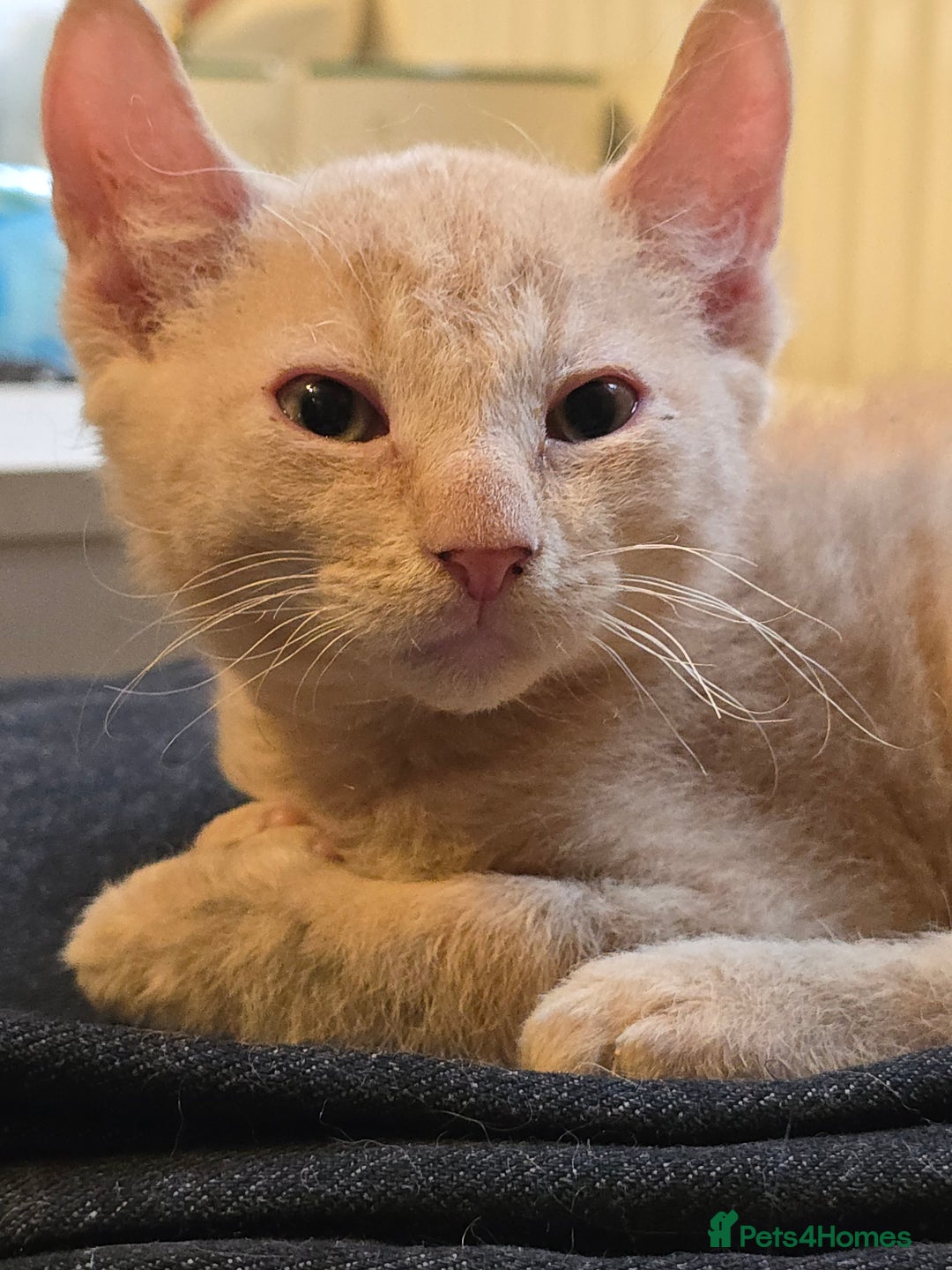 Mixed Breed cats for sale: Kittens 3 boys  - Image 9