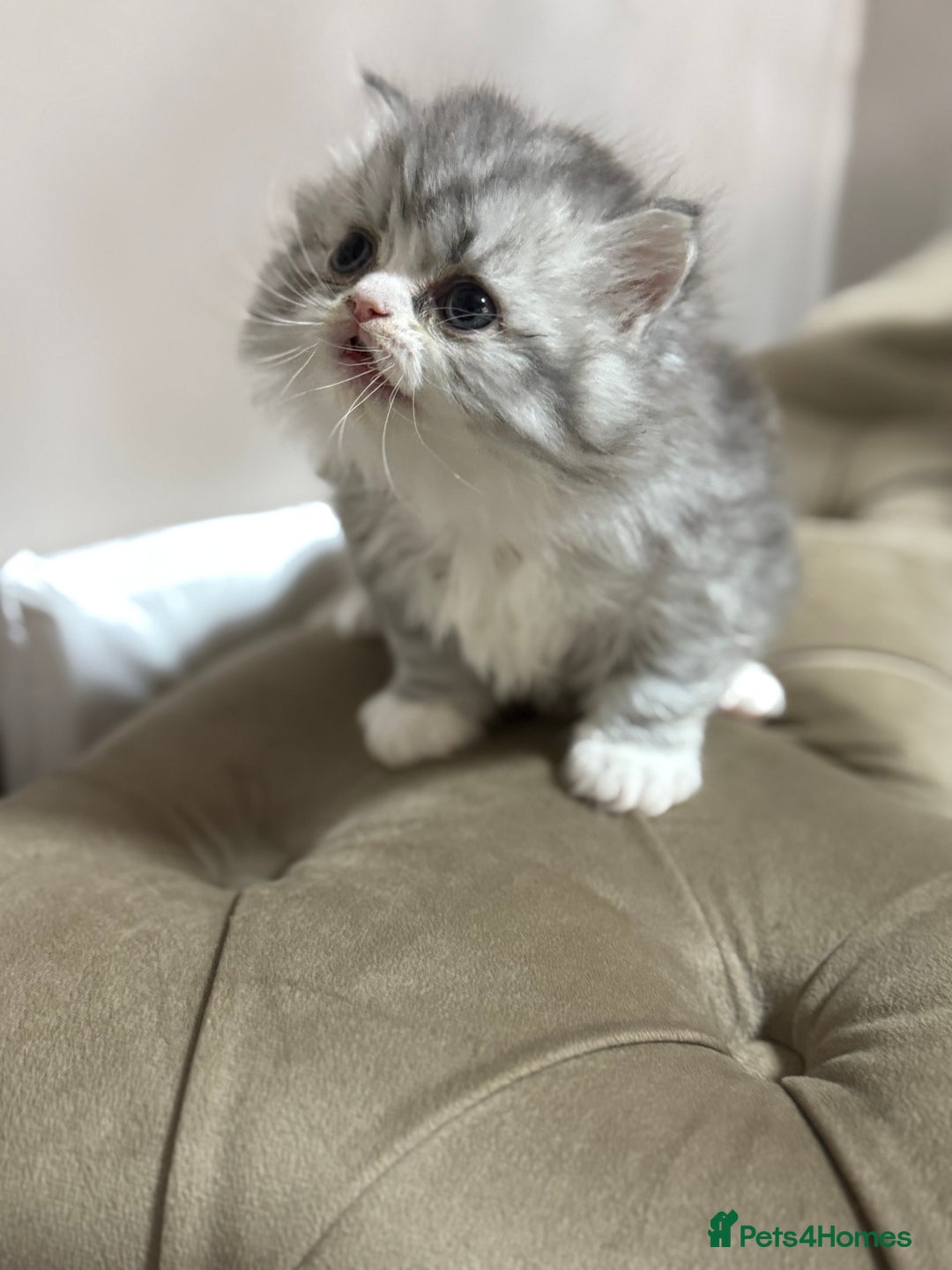 Persian cats for sale: Persian kittens  - Advert 9