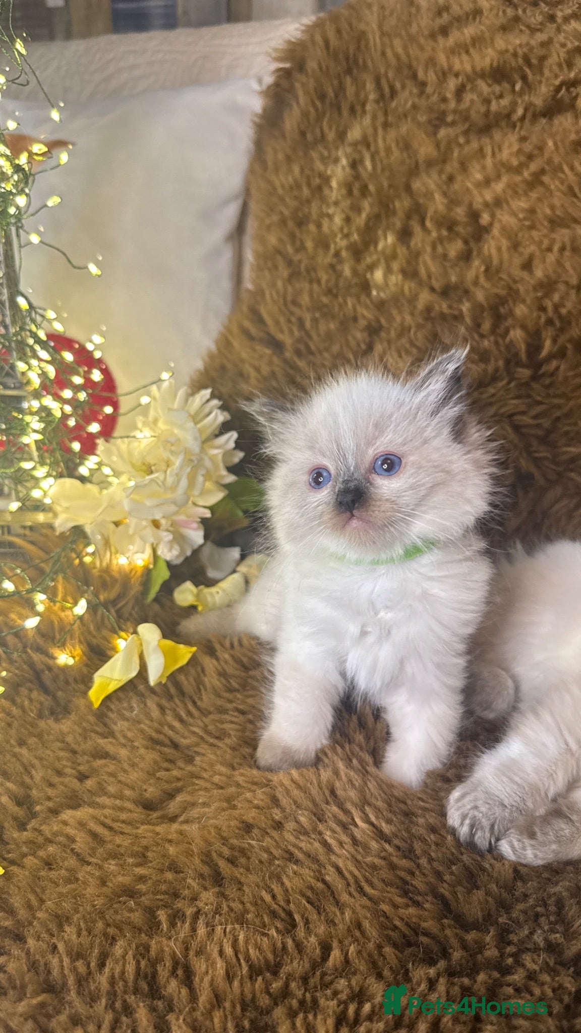 Ragdoll cats GCCF Sealpoint Lynx Mitted Ragdoll Kittens  - Advert 15