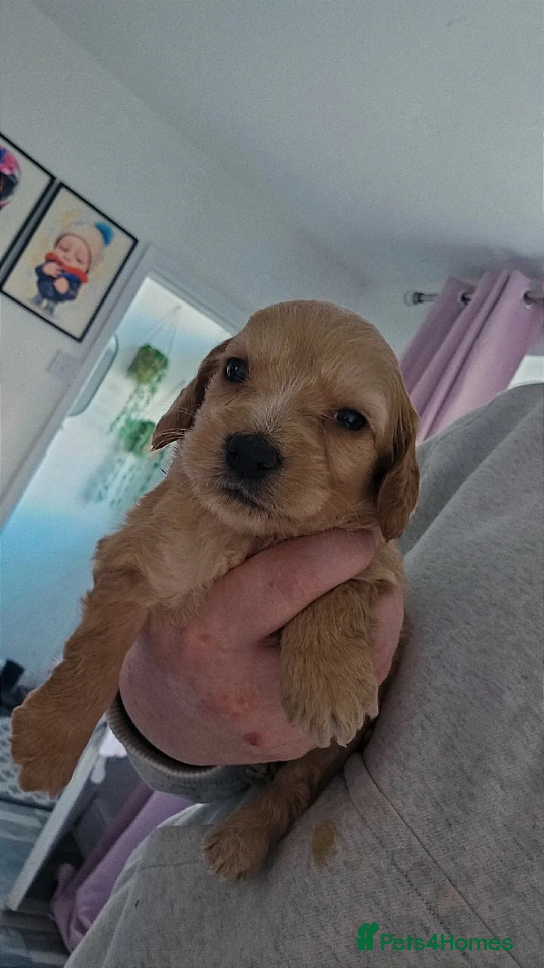 Cockapoo dogs for sale: Beautiful cockapoo  in Saltburn-by-the-Sea - Advert 2