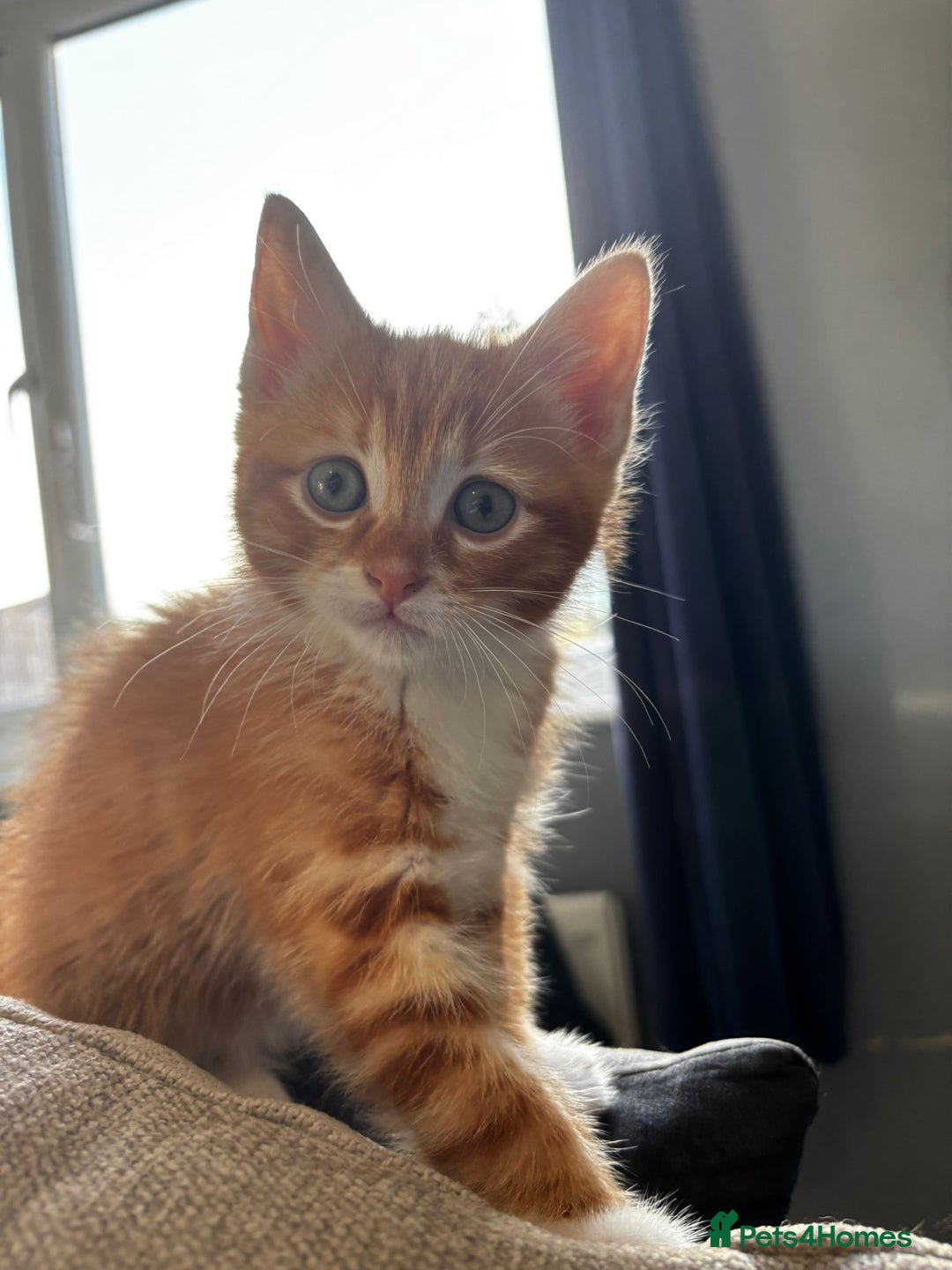 Mixed Breed cats for sale: 2 girls and 2 boys  - Advert 4
