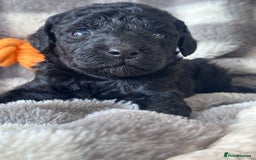 Miniature Poodle dogs for sale: Outstanding litter of mini poodles - Image 10