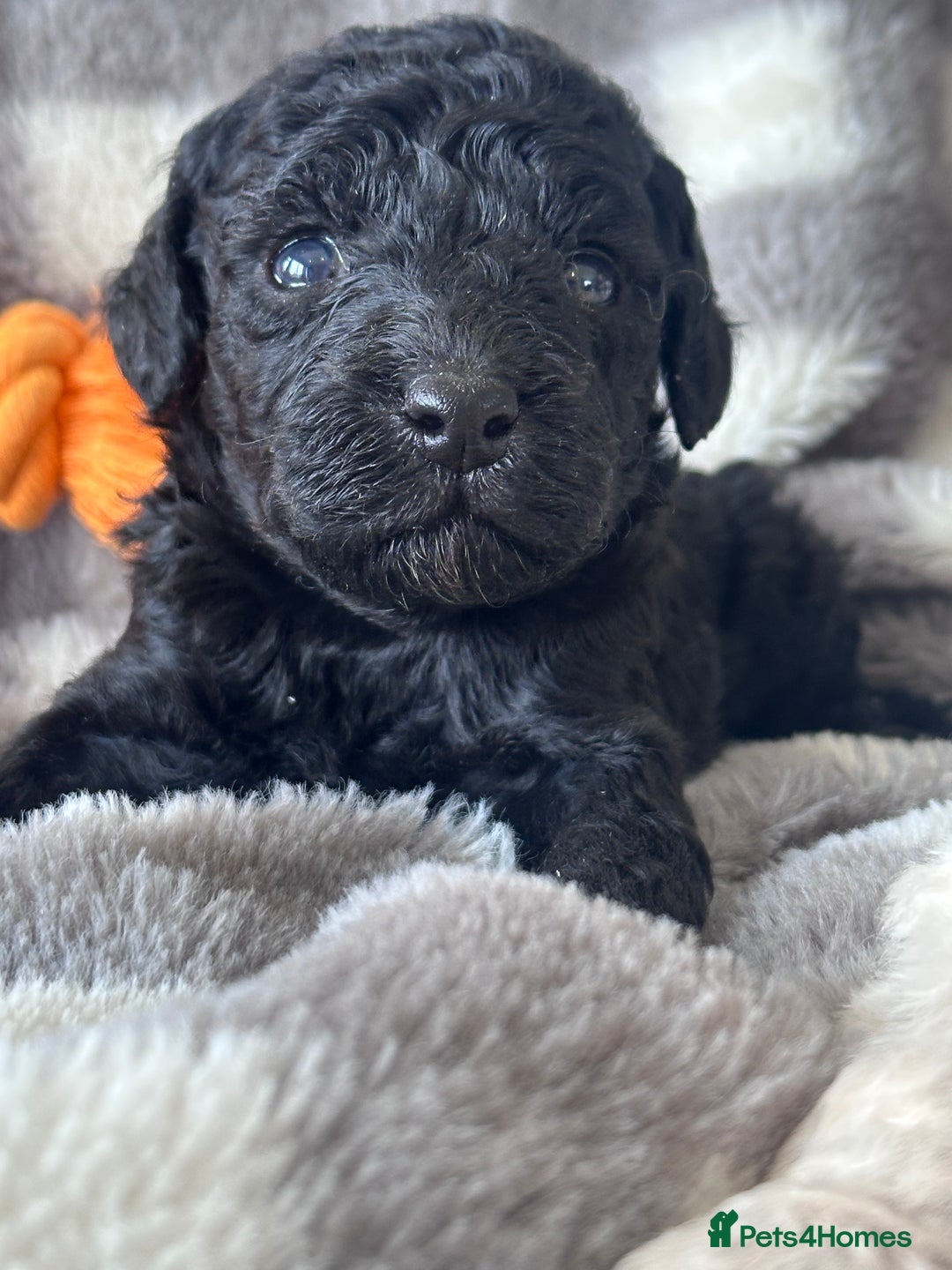 Miniature Poodle dogs for sale: Outstanding litter of mini poodles - Image 10