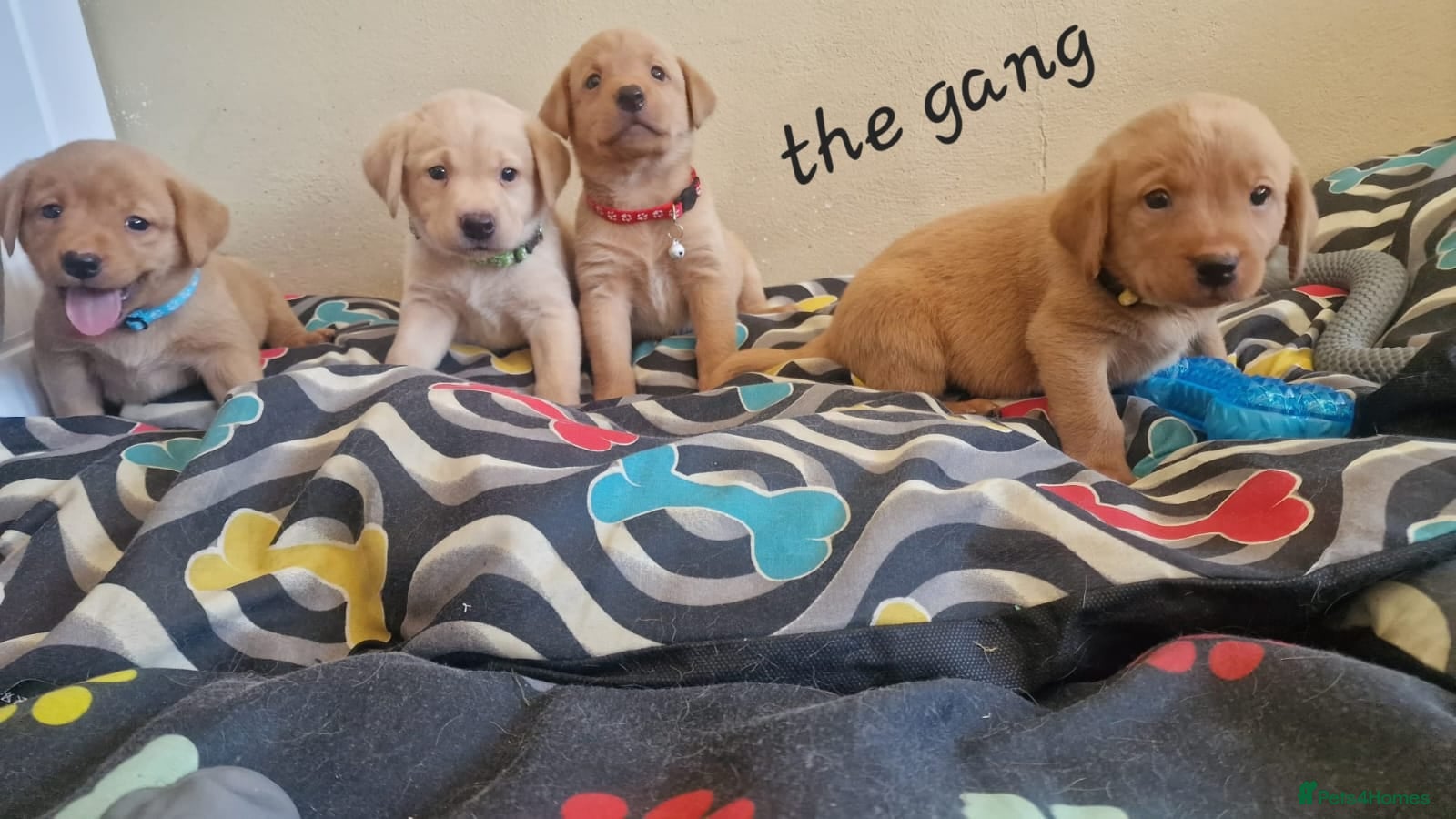 Labrador Retriever dogs KC Labrador Puppies | Fox Red & Yellow - Advert 1