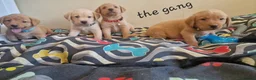 Labrador Retriever dogs for sale: KC Labrador Puppies | Fox Red & Yellow - Advert 1