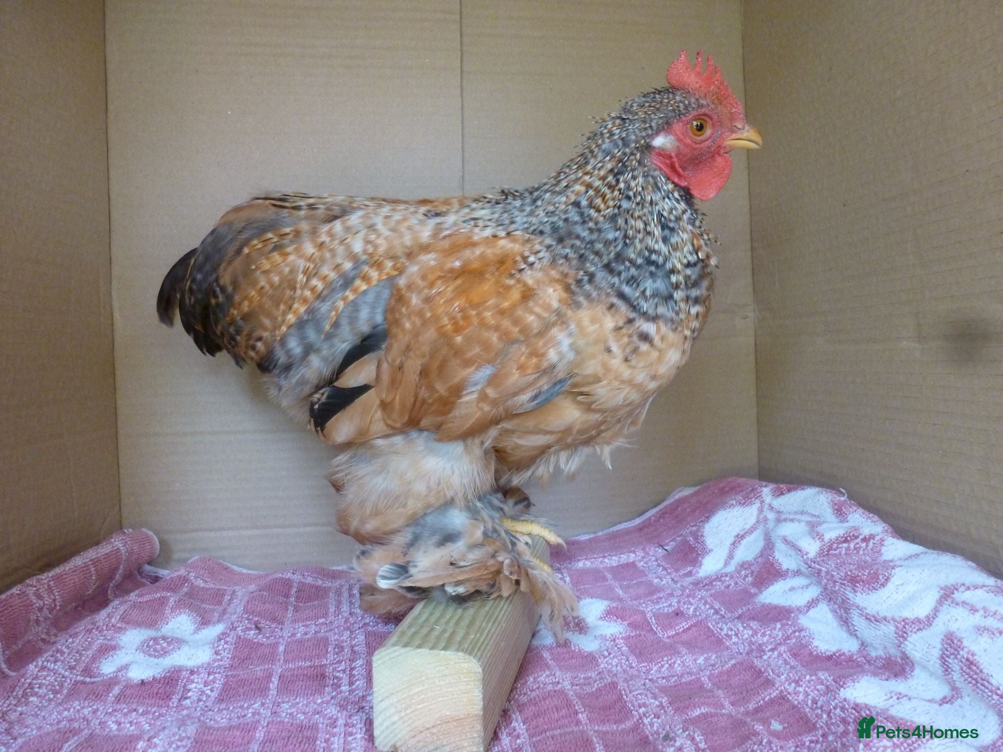 Chickens poultry Pekin Bantam Cockerels - Advert 9