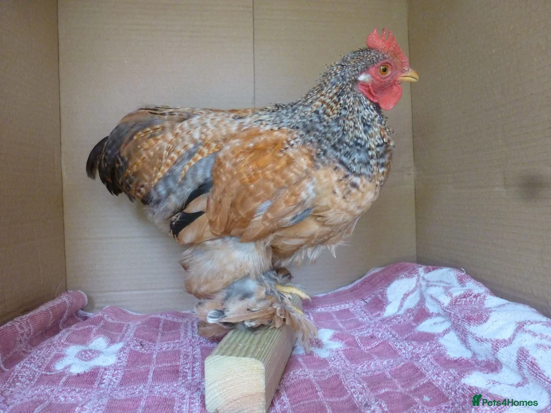 Chickens poultry for sale: Pekin Bantam Cockerels - Advert 1