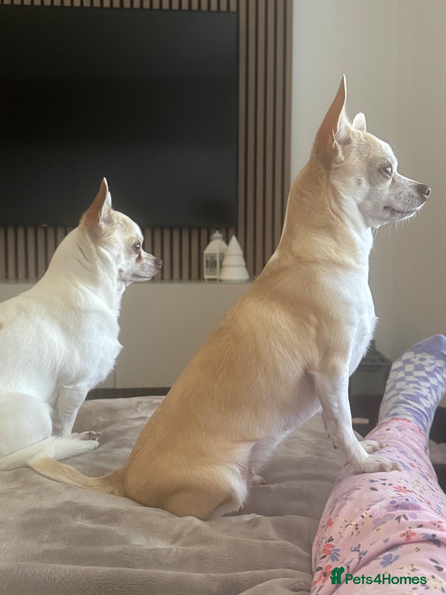 Chihuahua dogs for sale: CHIHUAHUA PUPPIES LOOKING FOR THEIR FOREVER HOMES  - Advert 2