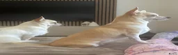 Chihuahua dogs for sale: CHIHUAHUA PUPPIES LOOKING FOR THEIR FOREVER HOMES  - Advert 1