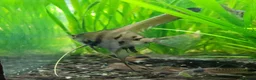Angelfish fish for sale: Rare high wide fin stripes Angels - Advert 12
