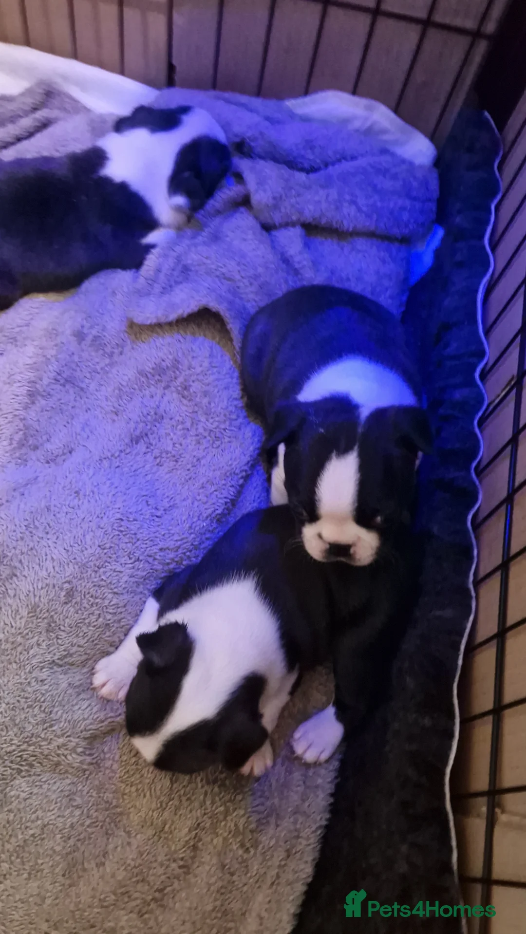 Boston Terrier dogs for sale: Boston Terrier puppy for sale.  - Advert 4