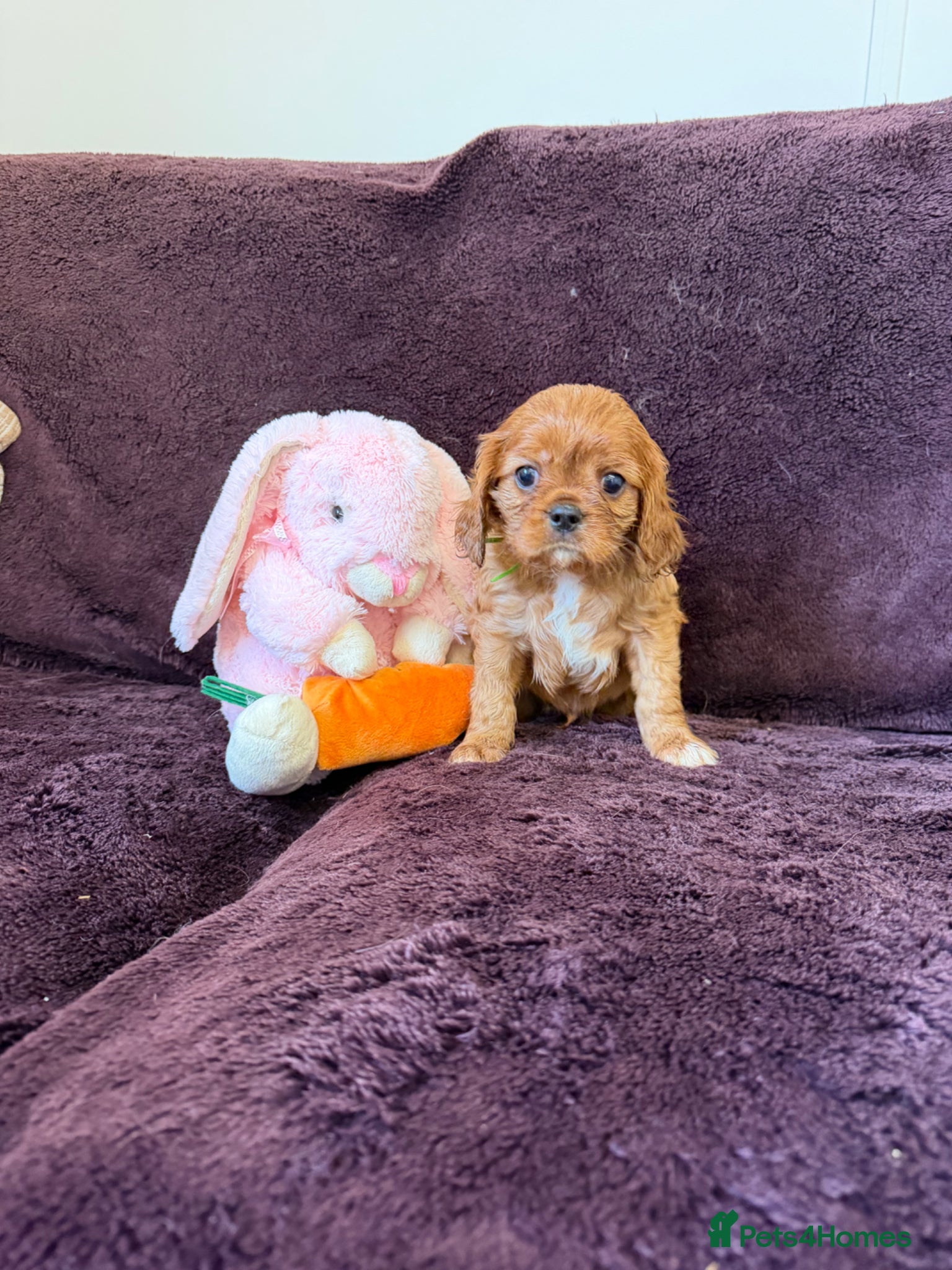 Cavalier King Charles Spaniel dogs for sale: 1 male Beautiful ruby cavalier King Charles - Advert 1