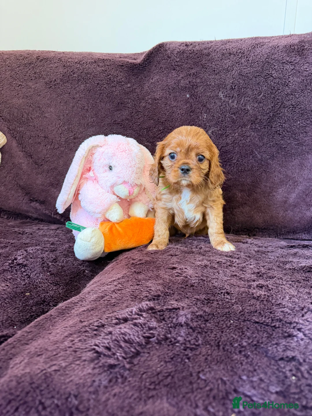 Cavalier King Charles Spaniel dogs for sale: 1 male Beautiful ruby cavalier King Charles - Advert 1