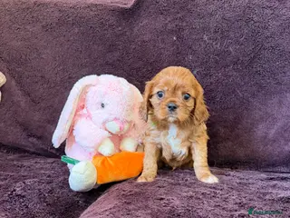 Cavalier King Charles Spaniel dogs for sale: 1 male Beautiful ruby cavalier King Charles - Advert 1