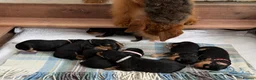 Airedale Terrier dogs for sale: 🌟 One Girl Available 🌟  - Advert 20