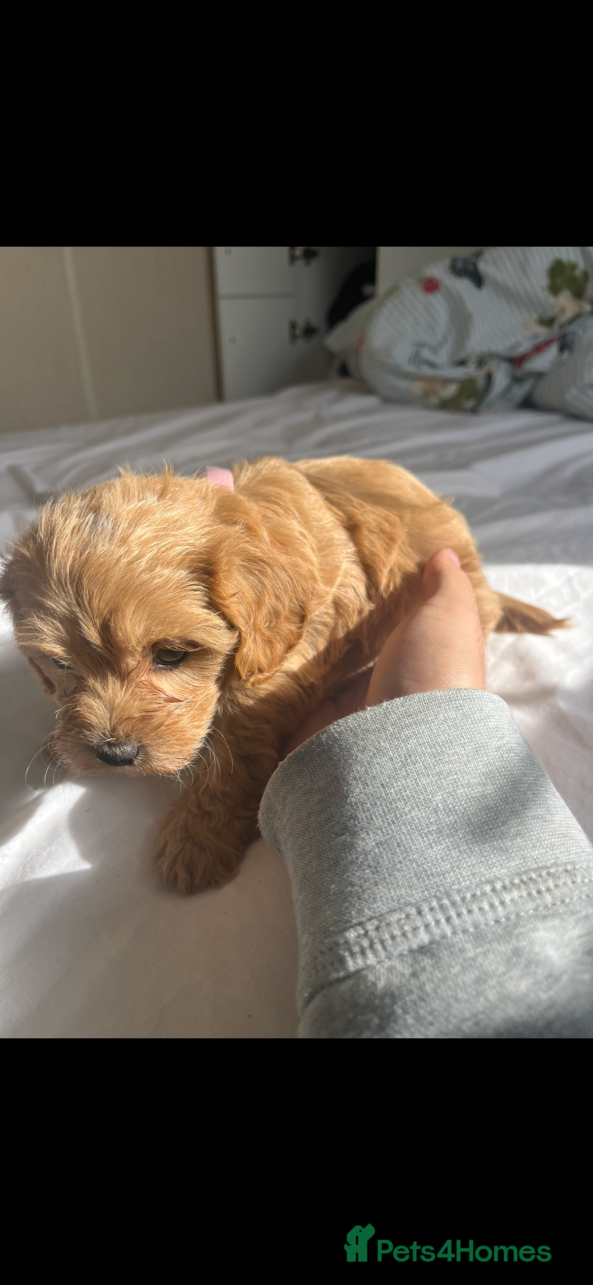 Maltipoo dogs Maltipoo puppy’s for new home - Advert 2
