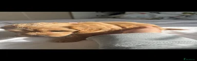 Mocha