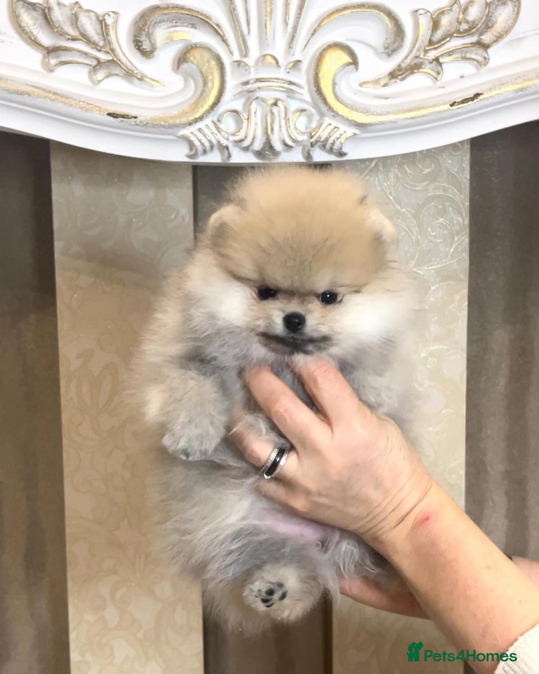Pomeranian dogs for sale: Beautiful small Pomeranian girl cream colour  - Image 6