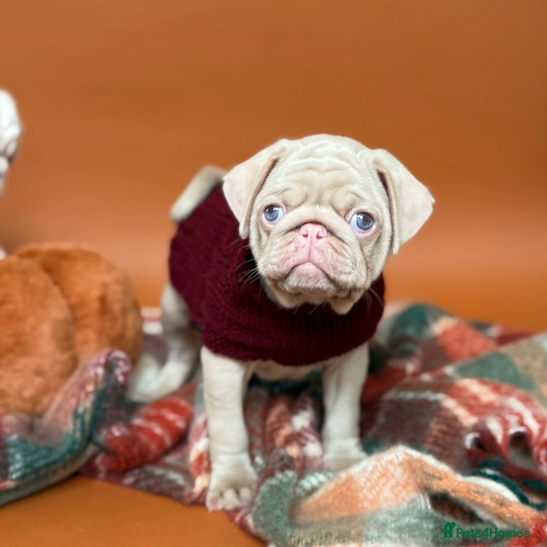 Pug dogs for sale: Pink Pug Puppies Available - Image 1