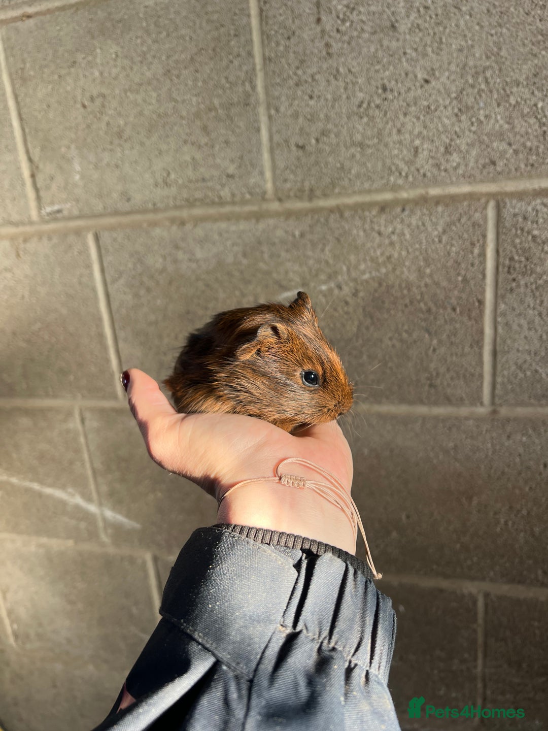Guinea Pig rodents for sale: Three lovely boys looking for their forever home!  - Advert 10