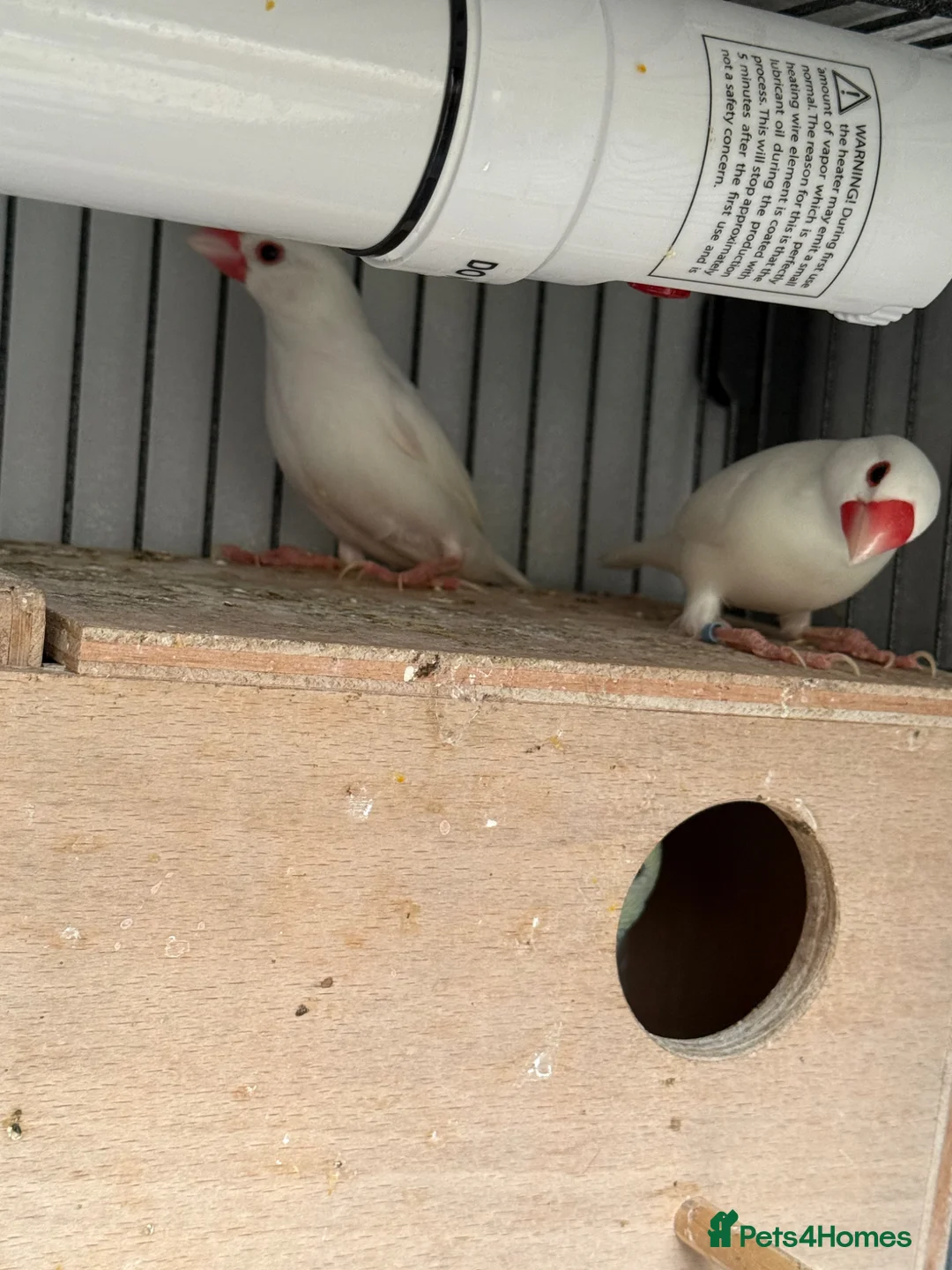 Finches birds for sale: Java Finches in London - Advert 2