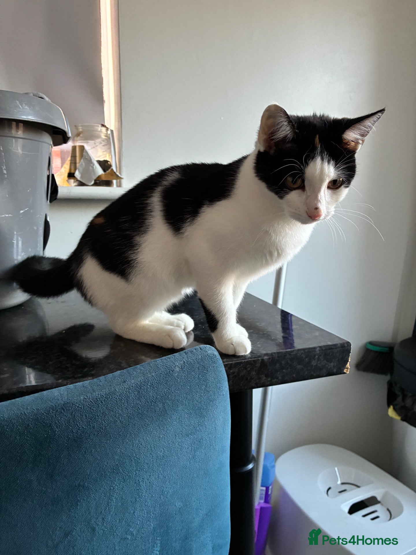 Mixed Breed cats Kitten for sale - Advert 2