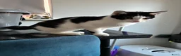 Mixed Breed cats for sale: Kitten for sale in Prenton - Advert 1
