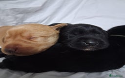 Labrador Retriever dogs for sale: Chunky labrador puppies  - Image 16