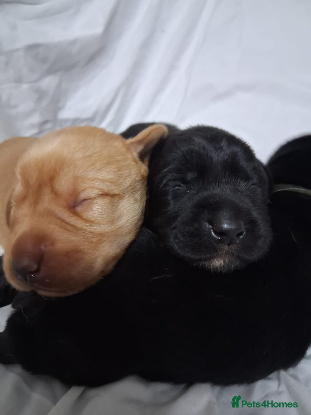 Labrador Retriever dogs for sale: Chunky labrador puppies  - Image 16