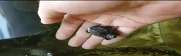 Turtle reptiles for sale: baby turtles  - Advert 5