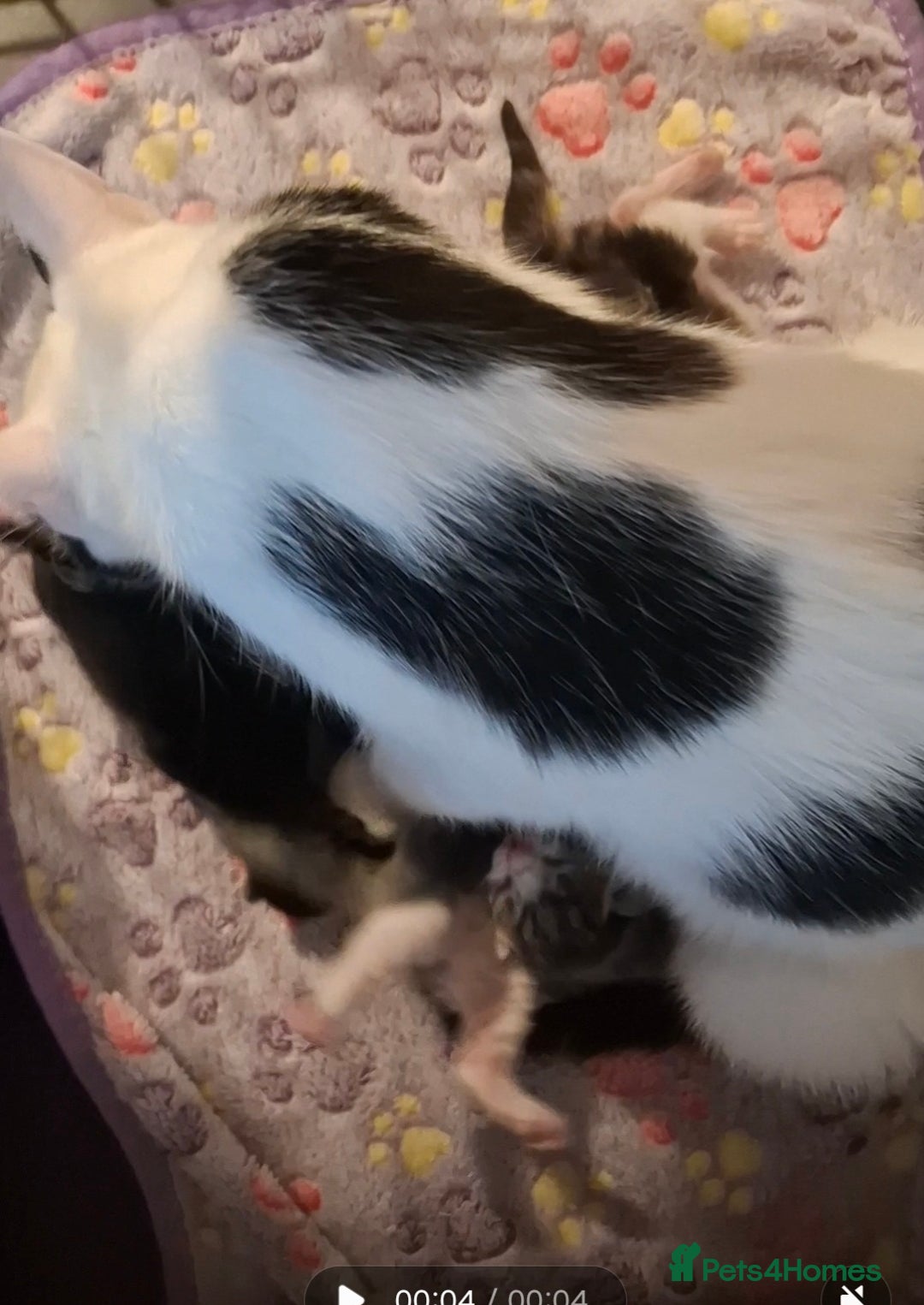 Mixed Breed cats for sale: Mixed colour kittens  - Image 6