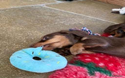 Dachshund dogs for sale: KC Long Haired Miniature Dachshund Puppies - Image 15