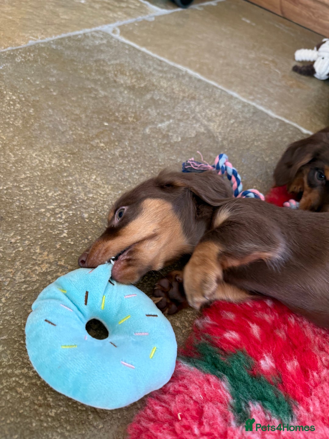 Dachshund dogs for sale: KC Long Haired Miniature Dachshund Puppies - Image 15