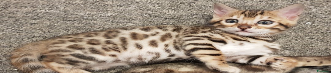 Bengal girl 2