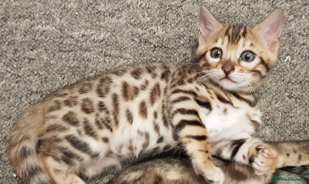 Bengal cats for sale: Bengal kittens  - Image 8