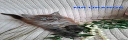 Maine Coon cats for sale: 3 Beautiful Maine coons  - Advert 10