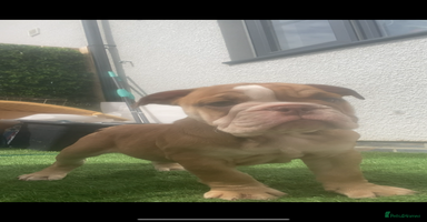 English Bulldog dogs - Advert 2