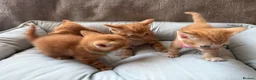 British Shorthair cats for sale: Gorgeous Ginger Kittens - Ready to leave in Mansfield - Advert 1