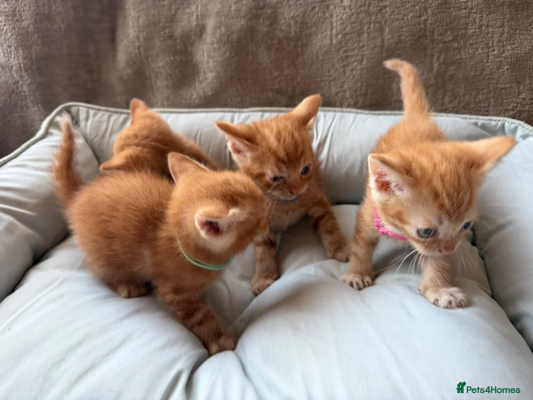 British Shorthair cats for sale: Gorgeous Ginger Kittens - Ready to leave in Mansfield - Advert 1