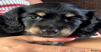 Miniature Dachshund dogs - Advert 12