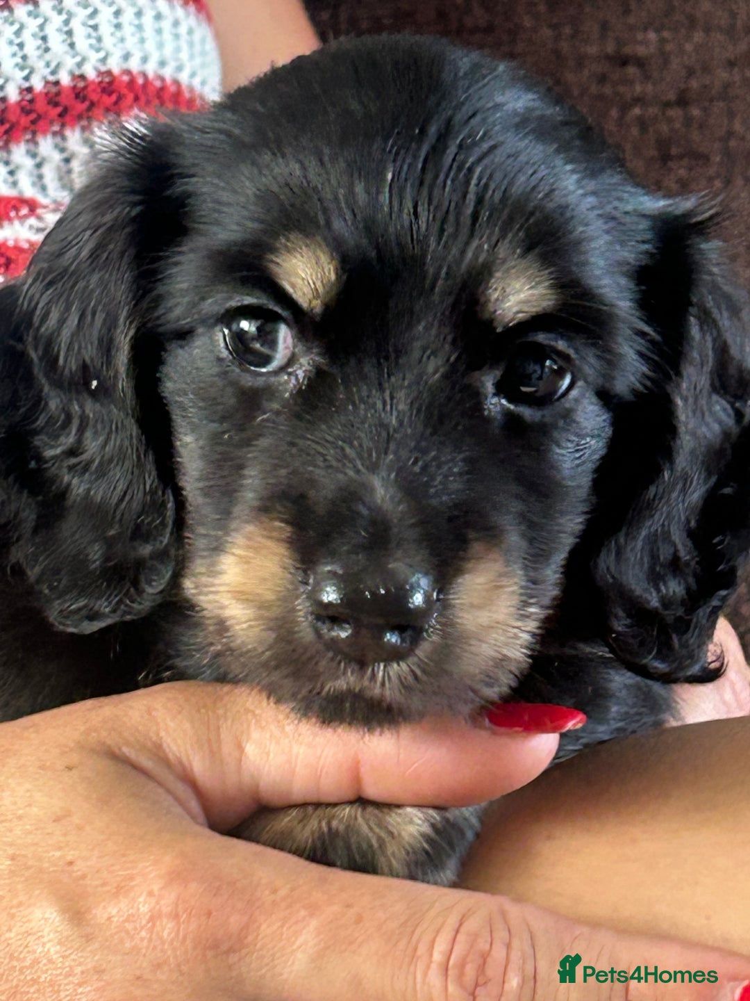 Miniature Dachshund dogs for sale: KC reg miniature long haired dachshunds - Image 2