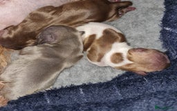 Shih Tzu dogs for stud: KC Karashishi Imperial Chocolate/Lavender Stud in Derby - Image 13
