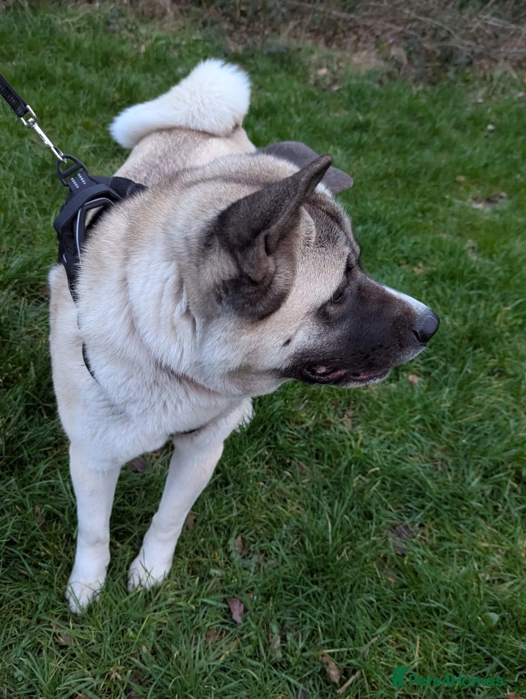 Akita dogs for sale: 2 Year Old American Akita Female - Advert 2