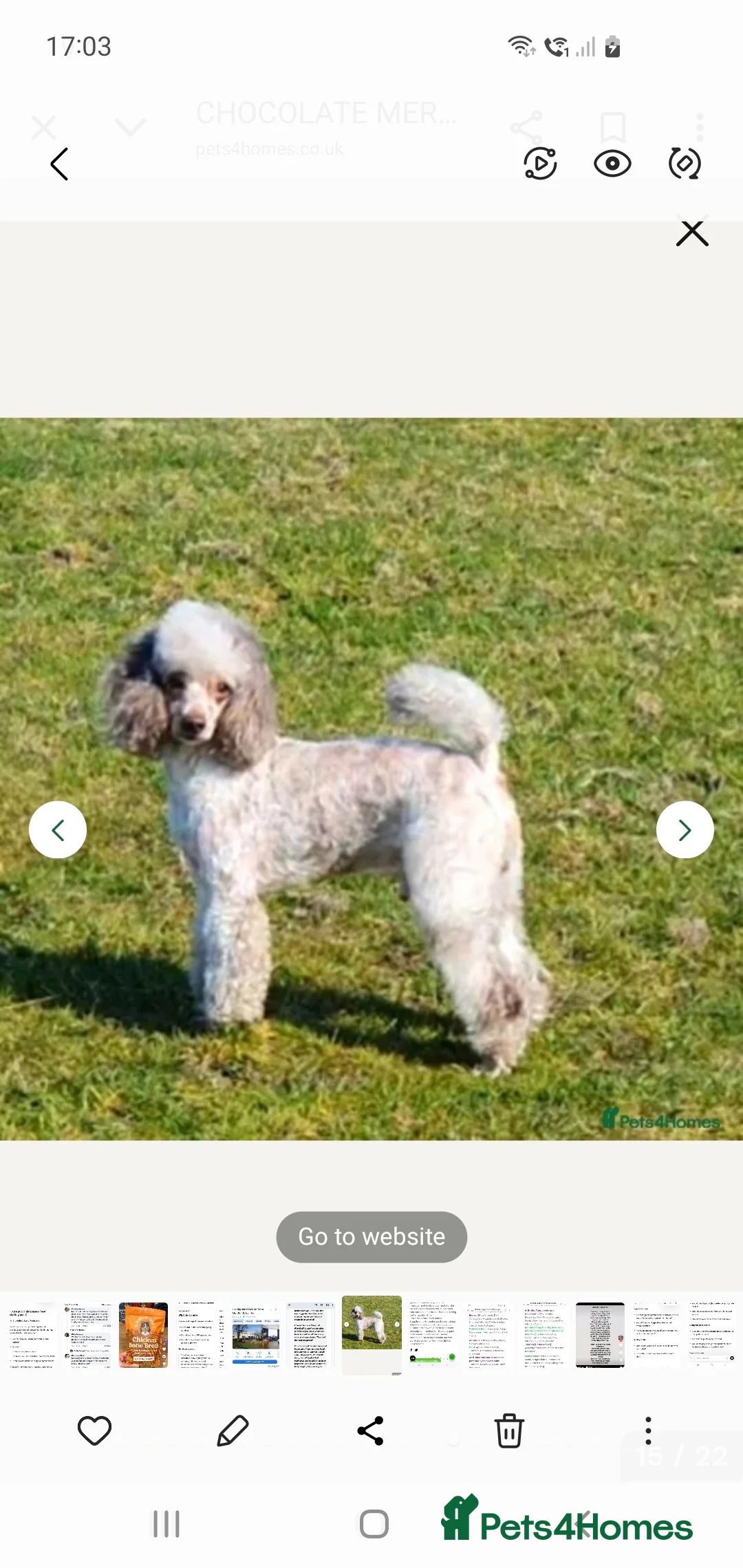 Mixed Breed dogs for sale: STUNNING RARE COLOURS F1B GOLDENDOODLE LITTER - Advert 10