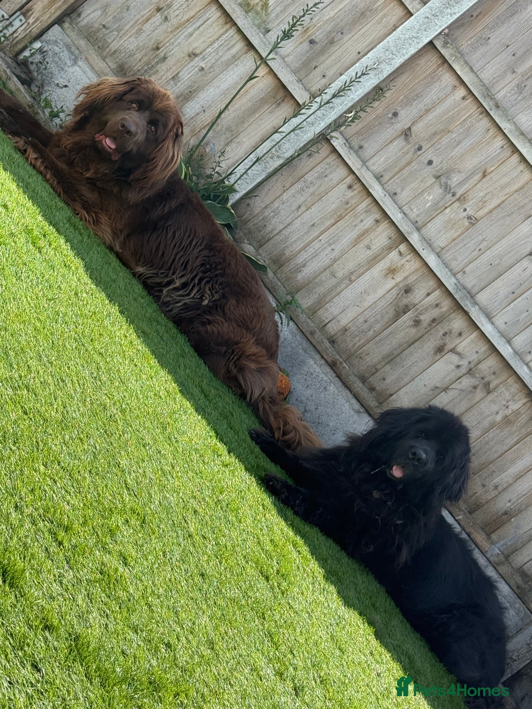 Newfoundland dogs for sale: Kc Registered & health tested Newfoundland Puppies - Advert 5