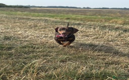 Miniature Dachshund dogs for stud: Miniature Chocolate Dachshund for stud - Image 3